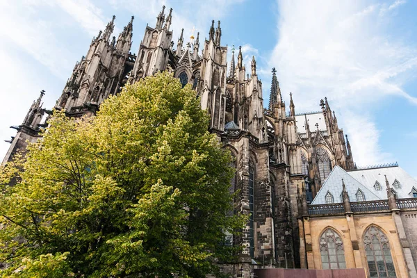 Zelený strom a Kolínská katedrála v září — Stock fotografie