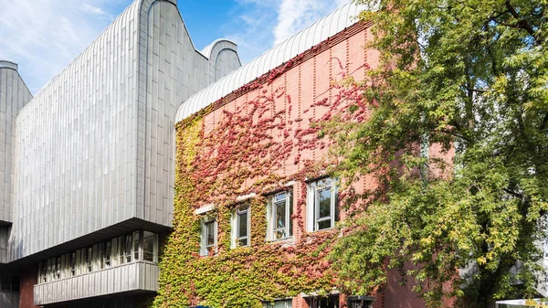 Ivy on facade of building in Cologne city — Stock Photo, Image