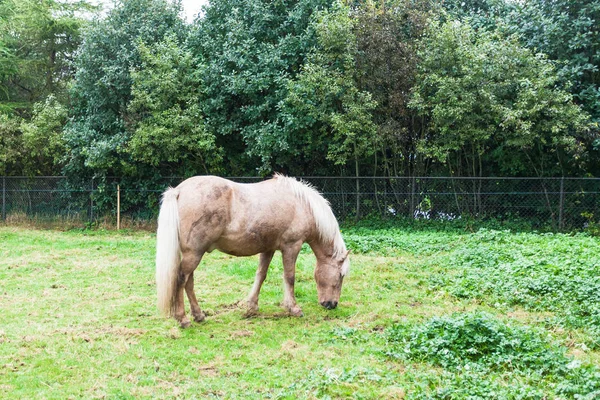 Cavalo no parque familiar e jardim zoológico em Reykjavik — Fotografia de Stock