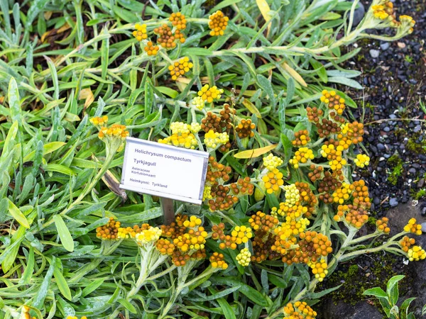 Helichrysum Compactum (sonsuz çiçek) bitki