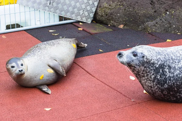 Seals in the Family park and Zoo in Reykjavik — Stock Photo, Image