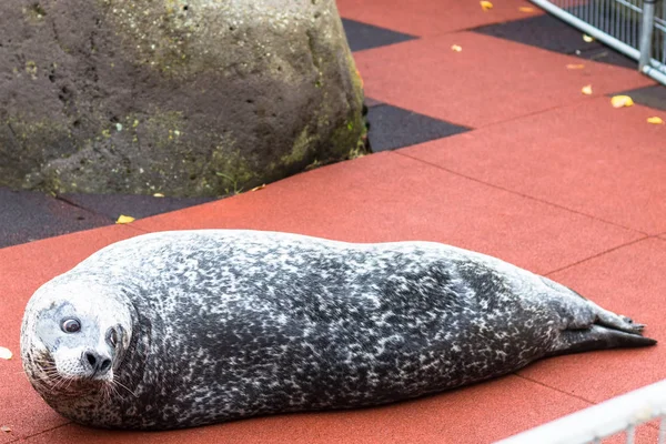 Seal in the Family park and Zoo in Reykjavik city — Stock Photo, Image