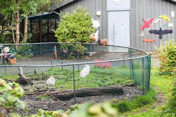 Chickens in the Family park and Zoo in Reykjavik — Stock Photo, Image