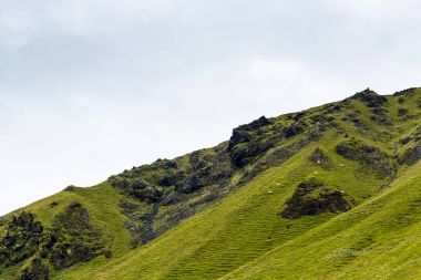 Yeşil dağ yamacı İzlanda koyun ile