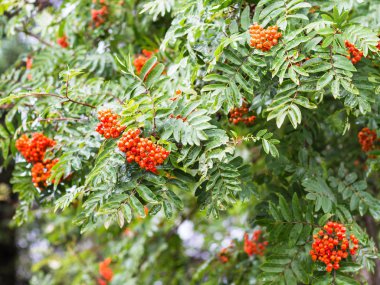 Reykjavik yağmurda üvez ağacının dalını