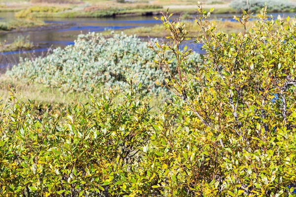 Grünes Ufer des Oxara-Flusses in thingvellir — Stockfoto