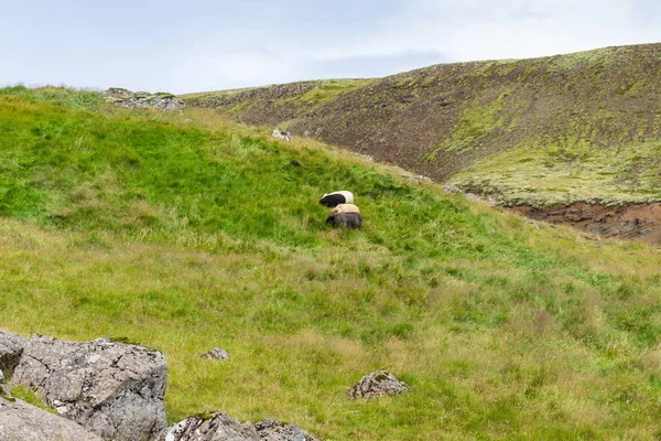 Ovejas icelandic en la pendiente verde de la colina en Islandia — Foto de Stock