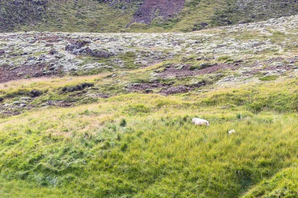 Grüner Hang mit isländischen Schafen in Island — Stockfoto