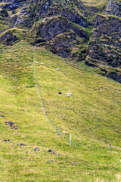 Icelandic sheep on mountain slope in Iceland — Stock Photo, Image