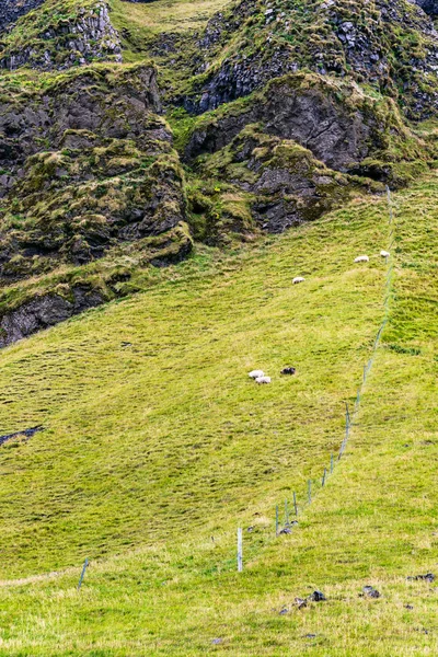 Ladera de montaña con ovejas icelándicas en Islandia — Foto de Stock