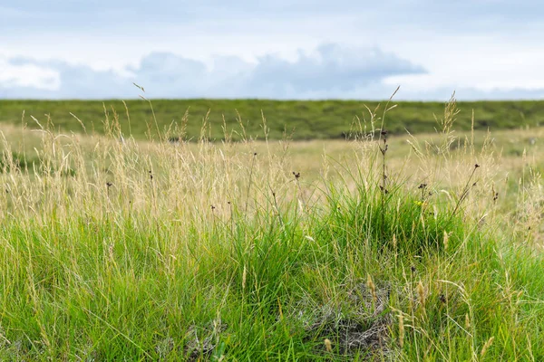 Groen gras op oppervlak van Excelsior voorgebergte — Stockfoto
