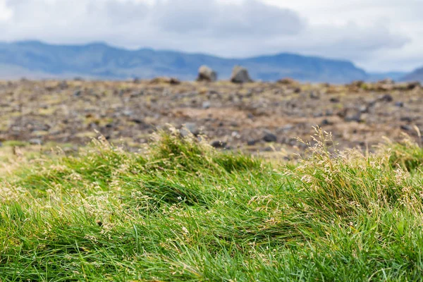 Hierba verde y campo de lava en Islandia — Foto de Stock