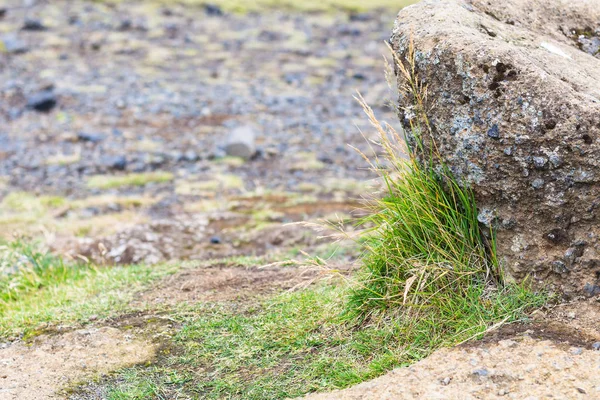 Hierba en el campo de lava en la península de Dyrholaey — Foto de Stock