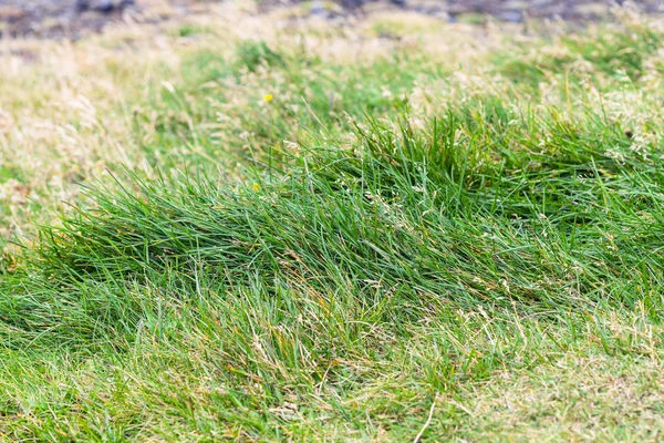 Groen gras op Excelsior schiereiland in IJsland — Stockfoto