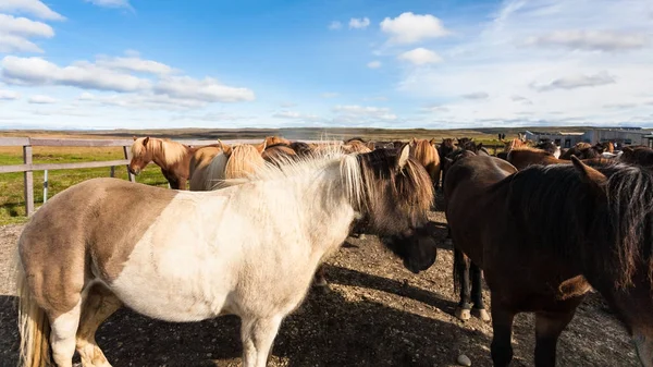 Stádo islandských koní na ohradě v září — Stock fotografie