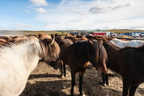 Stádo Islandští poníci na hřišti v září — Stock fotografie