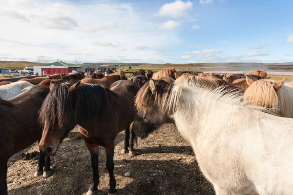 Stádo islandských koní na hřišti v září — Stock fotografie