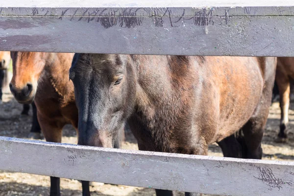 Hnědý Islandští koně v ohradě ve venkovské stavení — Stock fotografie