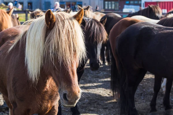 Malý islandský kůň v venkovské stavení zblízka — Stock fotografie