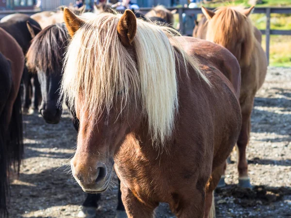 Baixo cavalo islandês na fazenda rural close-up — Fotografia de Stock