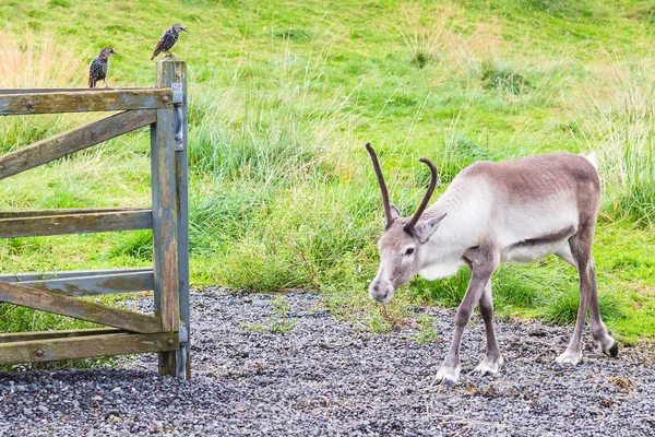 Rentiere im Gehege und Stare am Zaun — Stockfoto