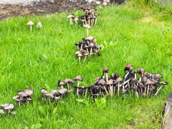 Mushrooms at backyard of house in Reykjavik — Stock Photo, Image