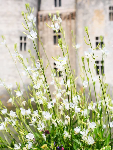 Flowers in front of Chateau de Sully-sur-Loire — Stock Photo, Image