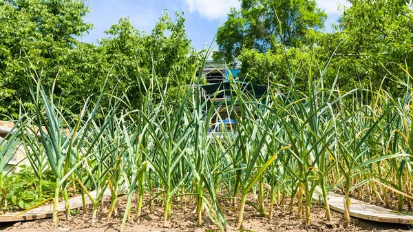 Green onion Scallion on garden bed on backyard — Stock Photo, Image