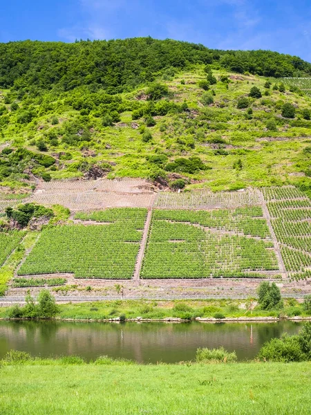 モーゼル川沿いの緑の斜面のブドウ畑 — ストック写真