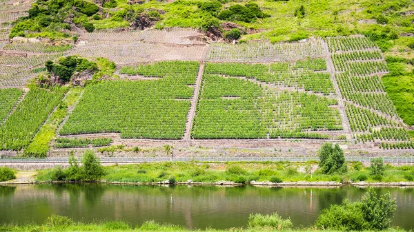 モーゼル川沿いの丘の斜面に緑のブドウ畑 — ストック写真