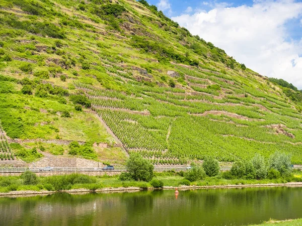 Pendiente de la colina con viñedos a lo largo del río Mosel —  Fotos de Stock