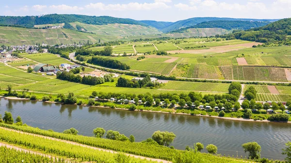 Vinice a pole v údolí Mosel river — Stock fotografie