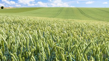Picardy yeşil buğday alanında panoramik manzaralı