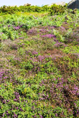Ploumanach sitesindeki heather ile yeşil araziler