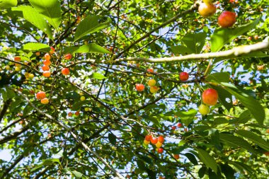 Brittany kiraz ağacı üzerinde kırmızı ve sarı meyve