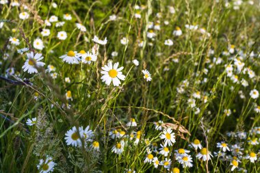 çayır papatya çiçekler güneşli yaz akşamları