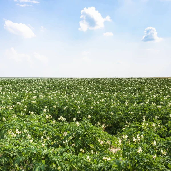 Grüne Kartoffel Feld in Frankreich — Stockfoto