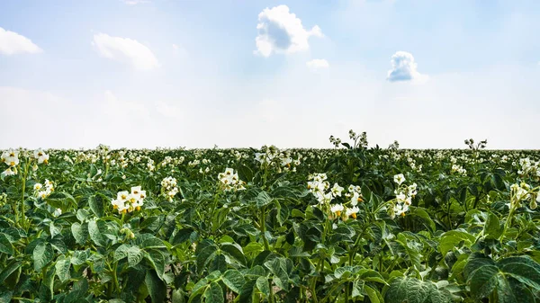 Virágzó burgonya növény mező, Franciaország — Stock Fotó
