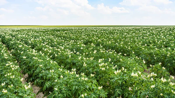 Kartoffelpflanze auf Beeten auf Feld in Frankreich — Stockfoto