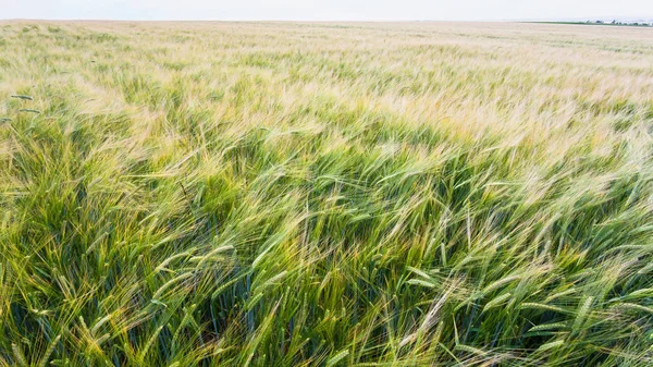 Utsikt över korn fältet i Frankrike — Stockfoto