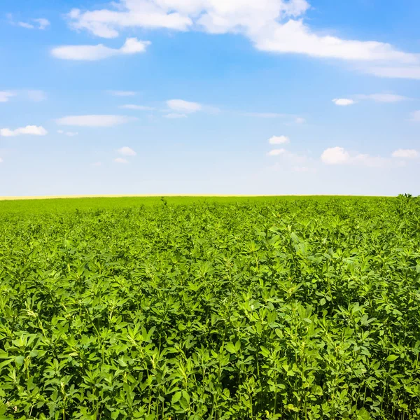 Medicago växt på grönt fält under blå himmel — Stockfoto