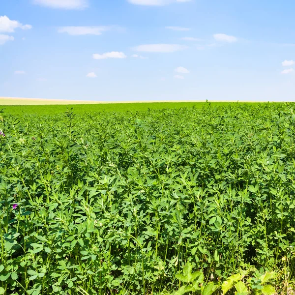 Erba medica su campo verde sotto il cielo blu — Foto Stock