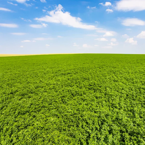 Green lucerne field under blue sky with clouds — Stock Photo, Image