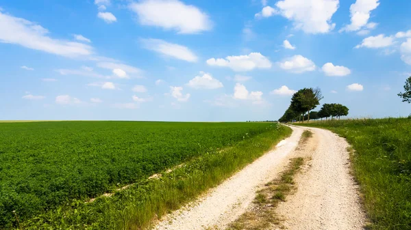 Polna droga wzdłuż zielonych lucerny pola we Francji — Zdjęcie stockowe
