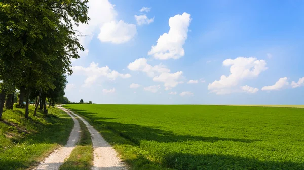 Campo de alfalfa con carretera de campo en Francia — Foto de Stock