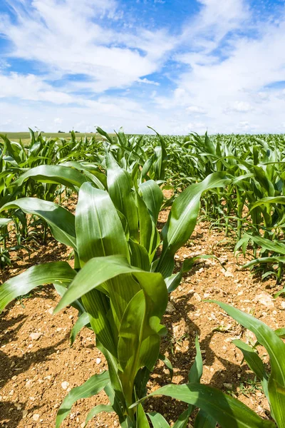 Arbustos de maíz de cerca en el campo en Picardía —  Fotos de Stock