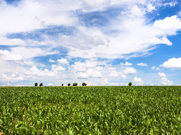 Cielo blu con nuvole sul campo di grano in Piccardia — Foto Stock