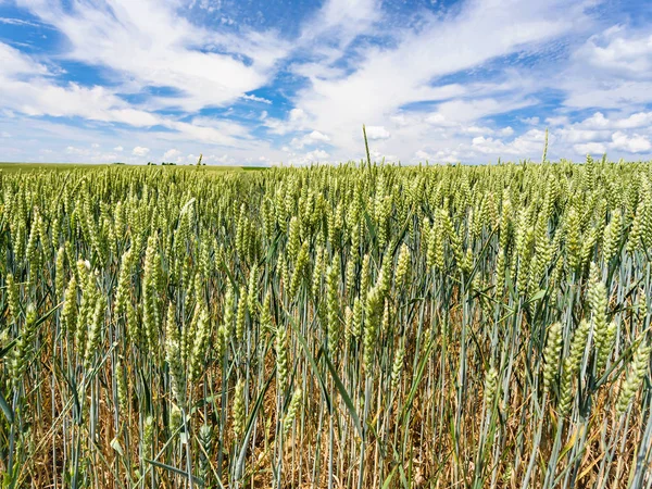 Espigas de trigo no campo na região da Picardia, na França — Fotografia de Stock