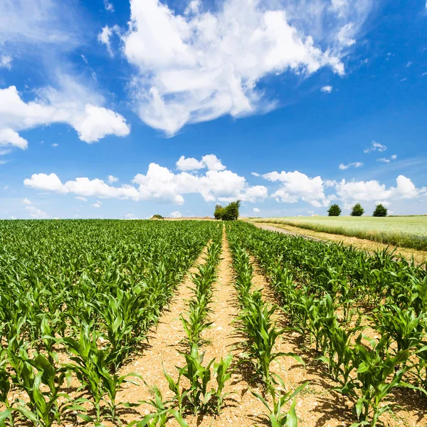 Campo de maíz verde bajo el cielo azul en Picardía —  Fotos de Stock