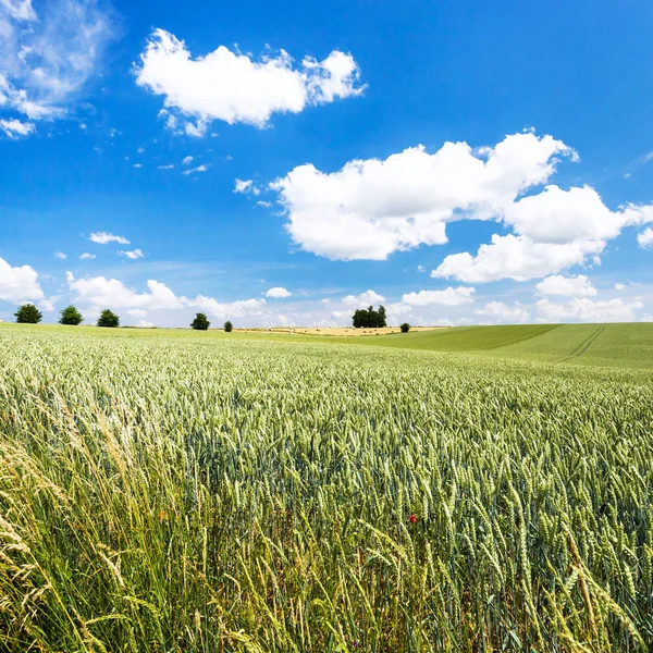 Groene tarweveld onder blauwe hemel in Picardië — Stockfoto